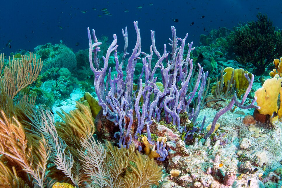 Coral reef scene showing row pore rope sponge (Aplysina cauliformis) Curacao, Netherlands Antilles