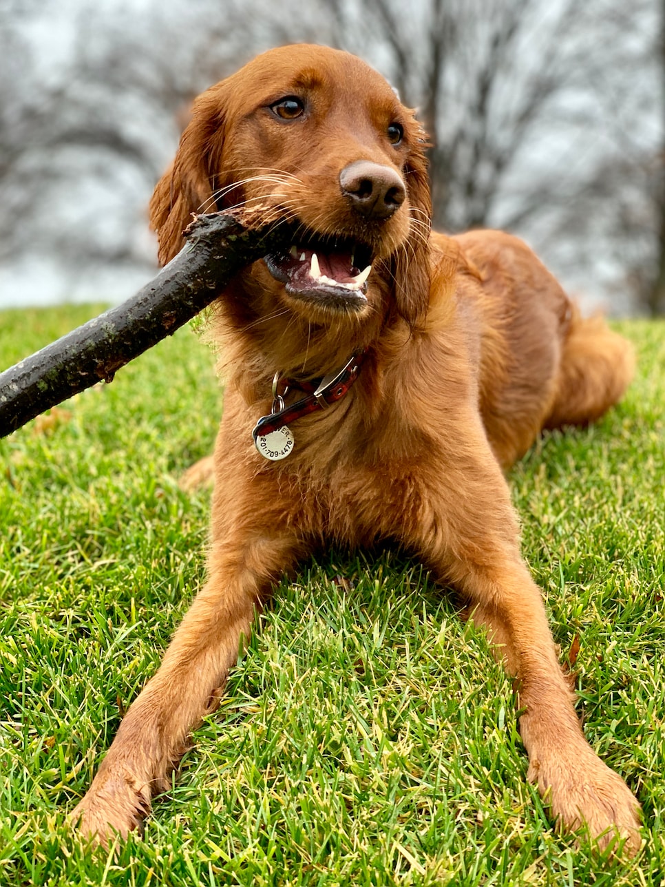 best course pups - knick.jpg