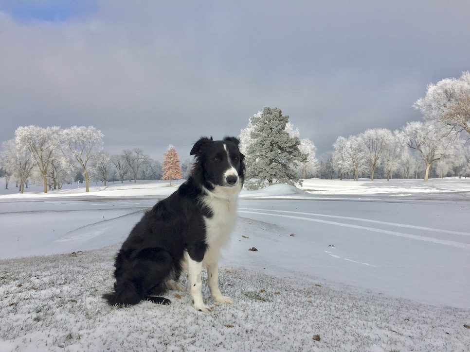 Minneapolis GC (Gear) - current dog.jpeg