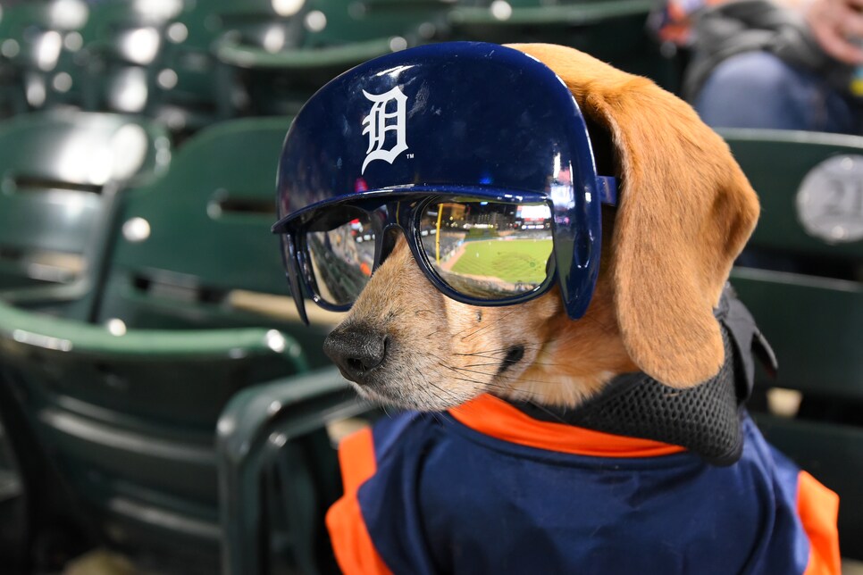 ESPN's having a Dog Day, which gives us a good a reason as any