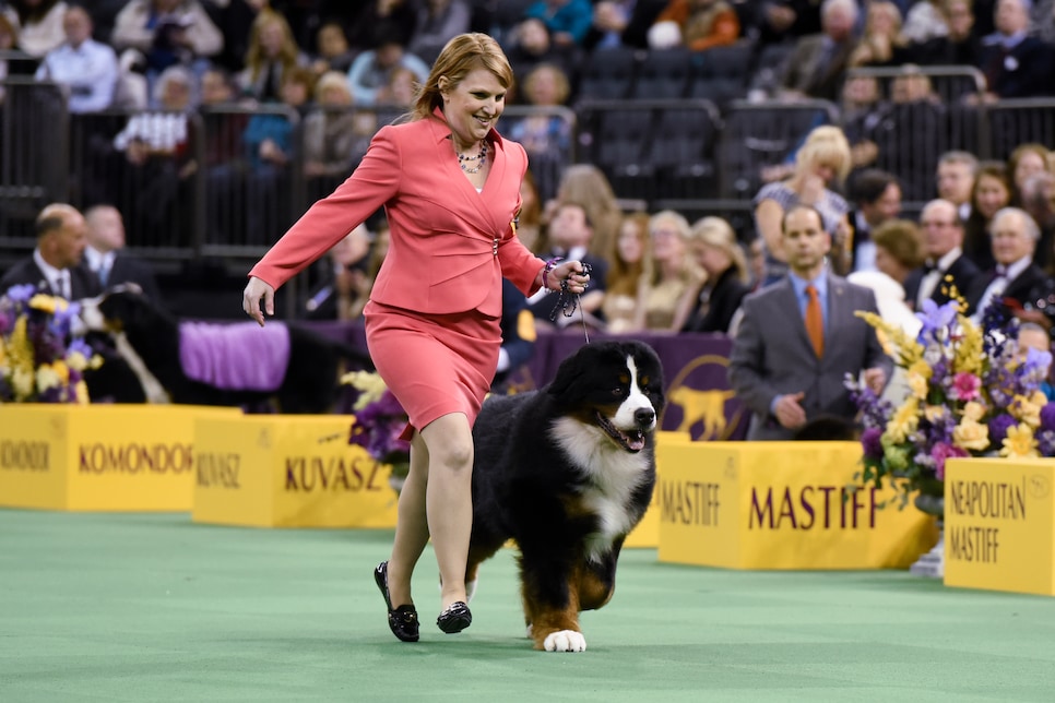 2016 Westminster Kennel Club Dog Show