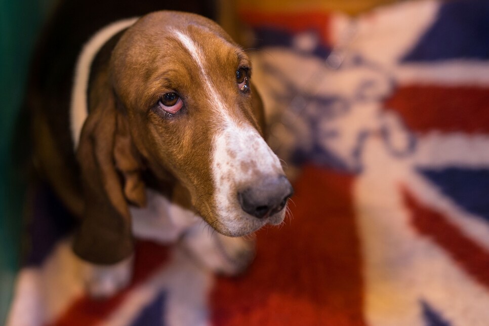 BRITAIN-ANIMAL-DOG-CRUFTS