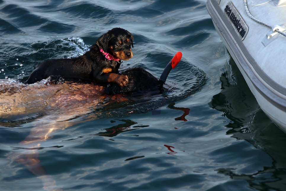 Puppy dog swimming in Didim