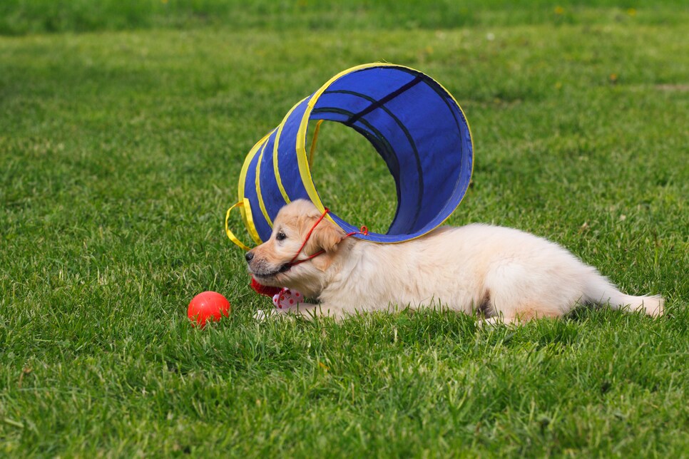 young Golden Retriever dog, puppy, pup (Canis lupus familiaris), domestic dog