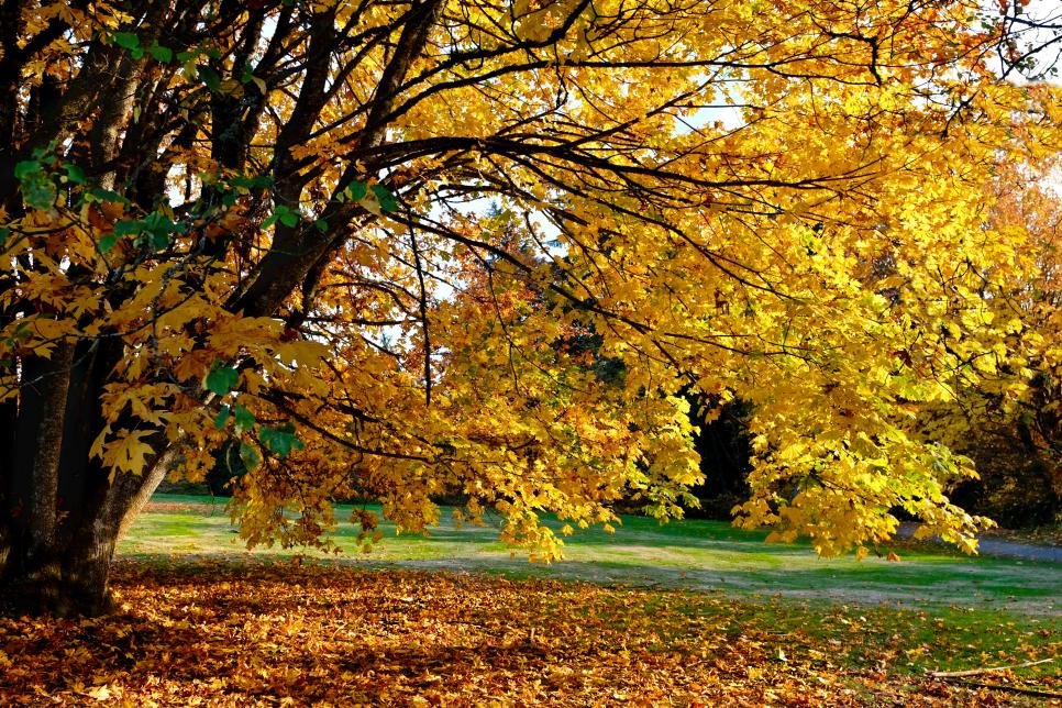 Maple tree in autumn.