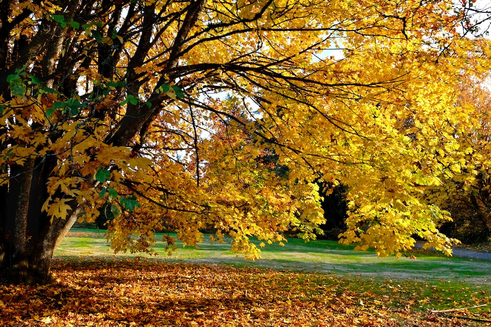 Maple tree in autumn.