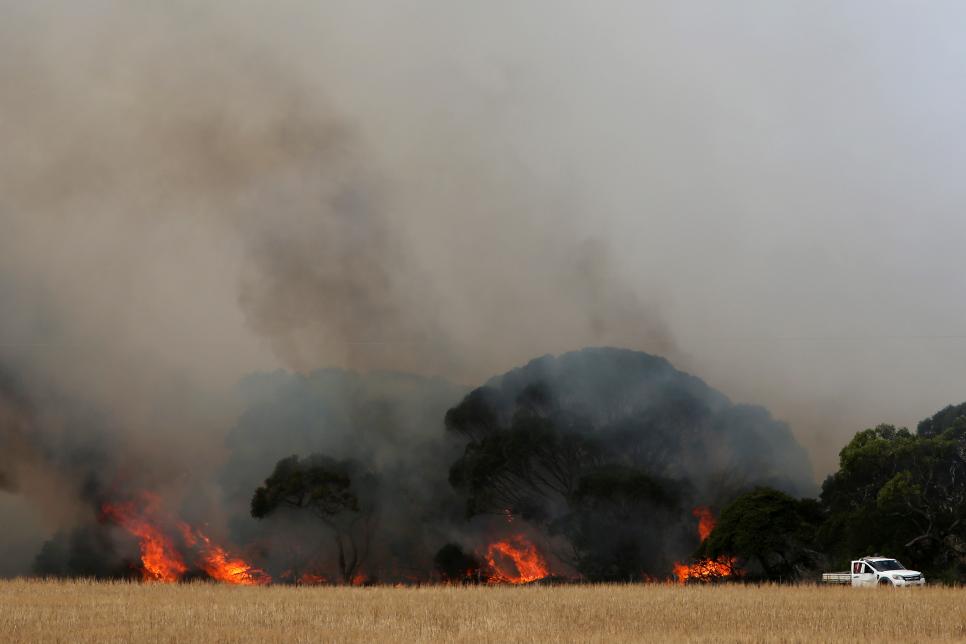 Kangaroo Island Farmers Count Livestock Losses As Bushfires Continue To Burn