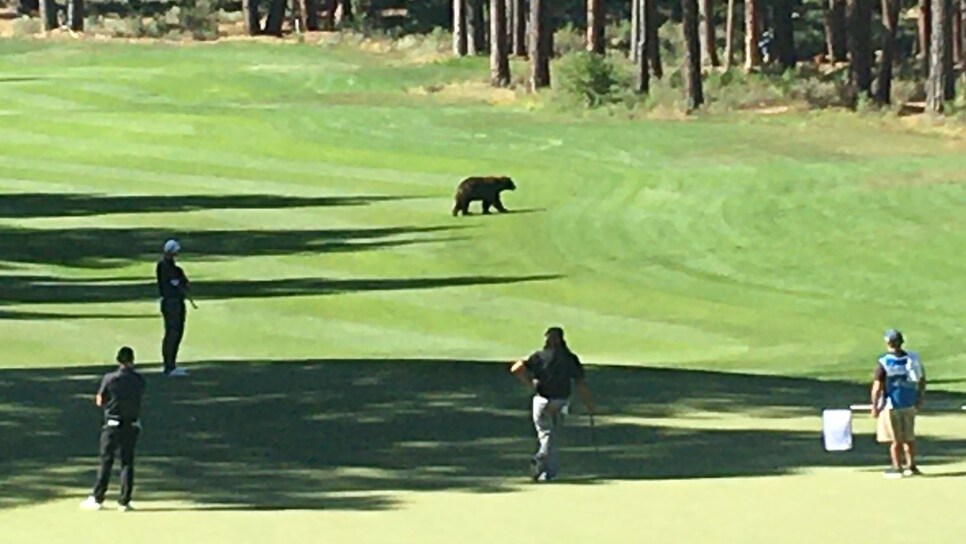 /content/dam/images/golfdigest/fullset/2020/07/bear.jpg