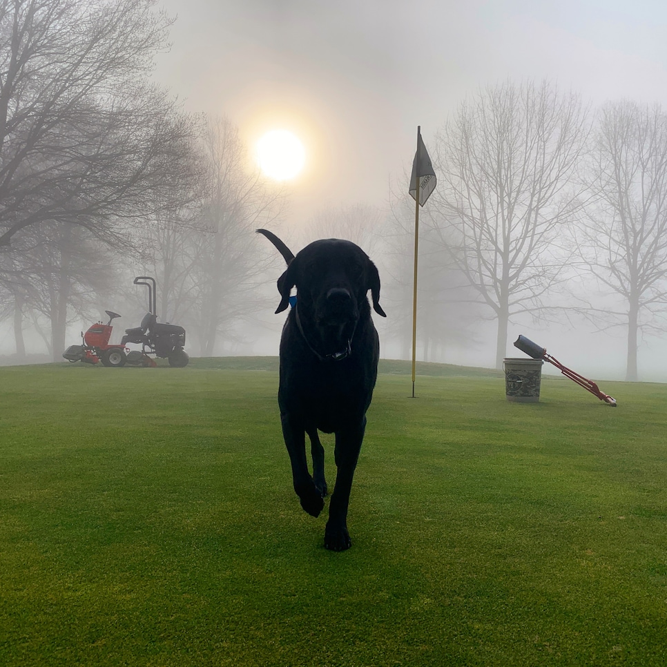 Are Golf Courses Safe For Dogs