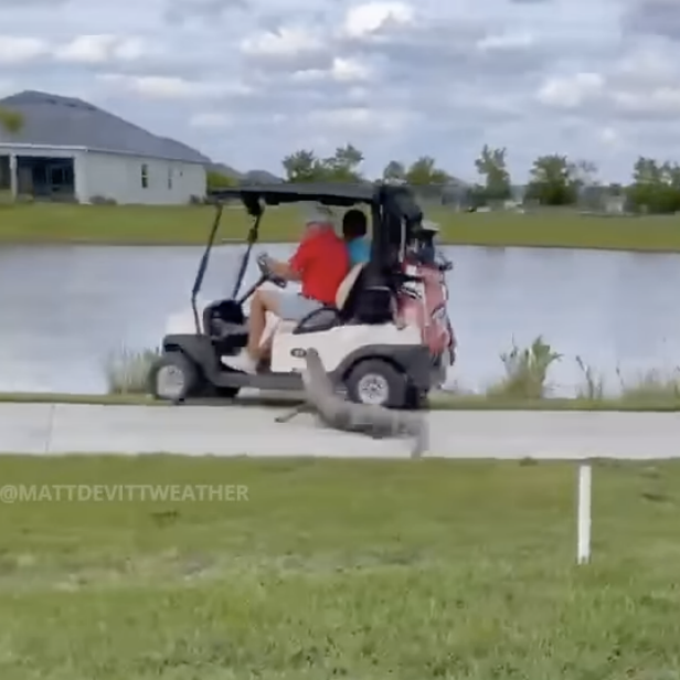 This gator charging at a golf cart is every golfer's worst nightmare
