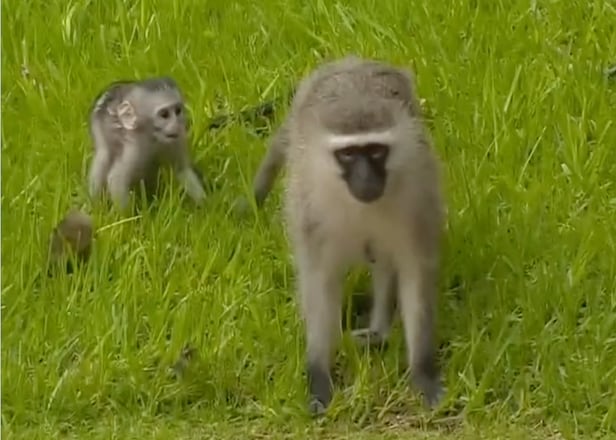 adorable-baby-monkey-steals-the-show-at-south-african-open