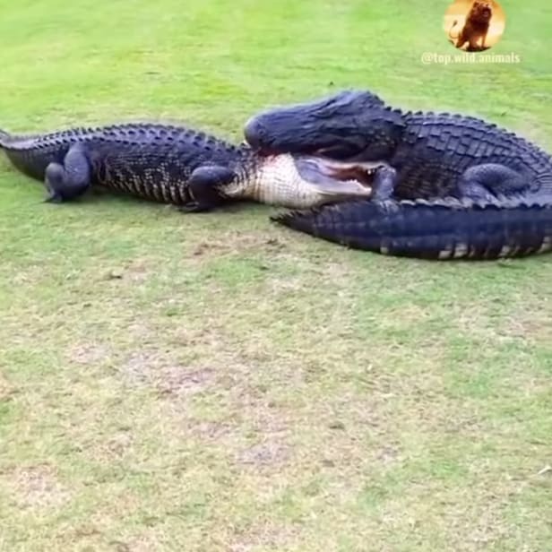 golfer-gets-way-(way)-too-close-for-comfort-to-two-tussling-gators