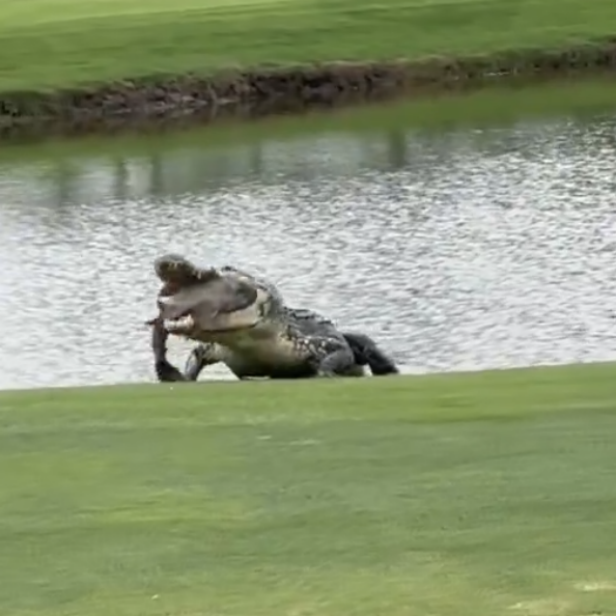 Watch a giant gator enjoy a huge lunch on the golf course