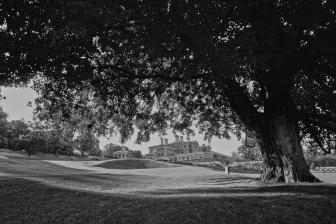 The best trees in golf