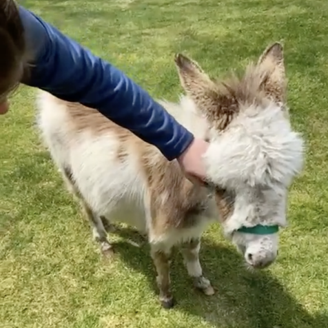 Here's a new one: Rogue donkey interrupts golfers' round, becomes TikTok famous