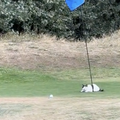 Cat (yes, a cat) helps golfer make par, is delightful