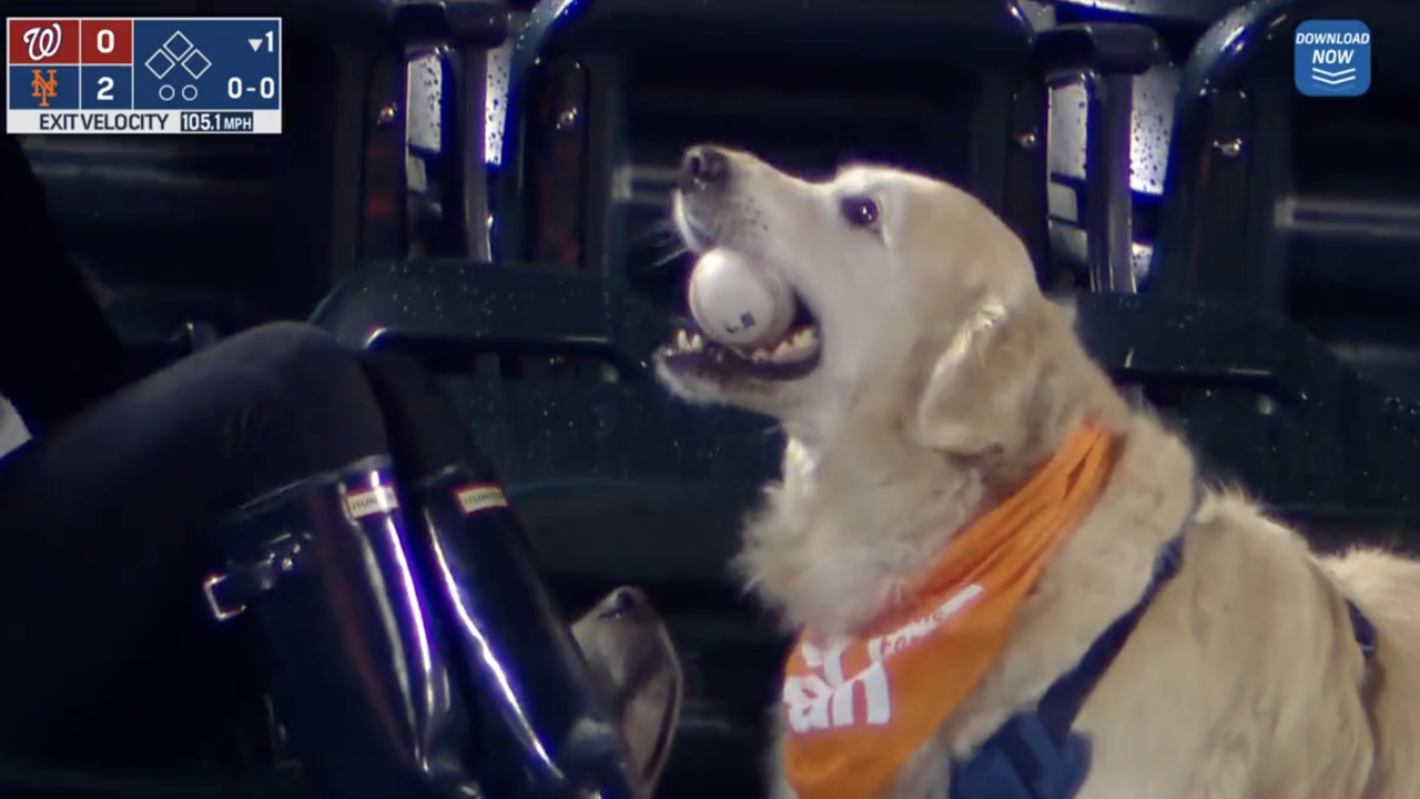 Lucky Dog Attends Mets Game And Ends Up With Home Run Ball