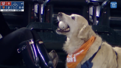 Golden retriever snags Mets home run ball, is a very good boy