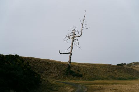 The ghost tree at Old Macdonald was in danger of falling, but Bandon has secured its iconic cedar