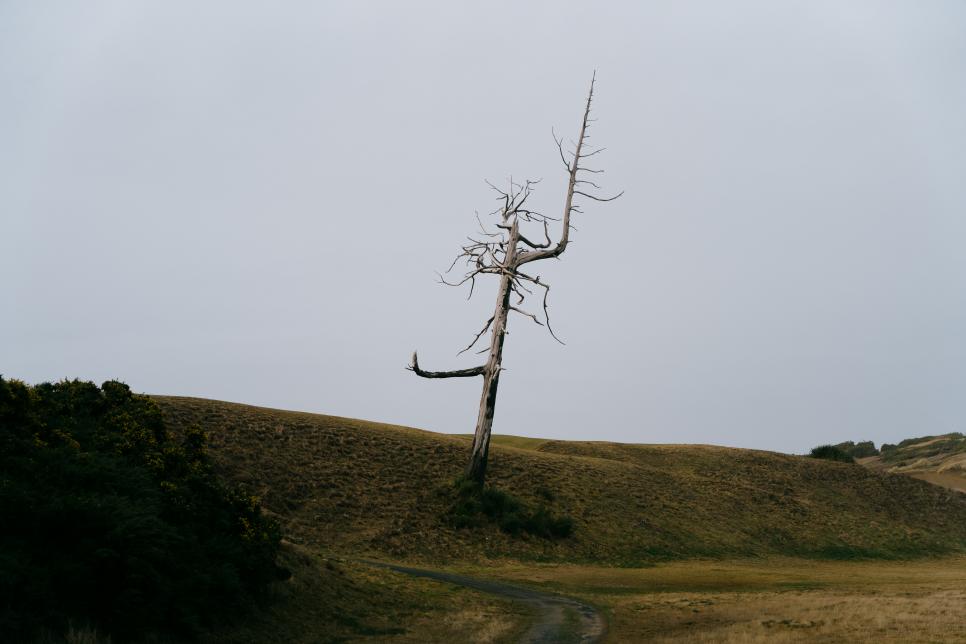 /content/dam/images/golfdigest/fullset/2022/12/ghost-tree-old-macdonald-bandon-dunes.JPG
