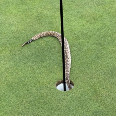 This rattlesnake hanging out in a golf hole is pure nightmare fuel for the putt-it-out crowd
