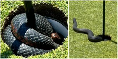 Australian golfers run into venomous red-bellied black snake hiding in cup; it's time to go home, everyone