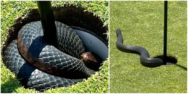 australian-golfers-run-into-venomous-red-bellied-black-snake-hiding-in-cup;-it’s-time-to-go-home,-everyone