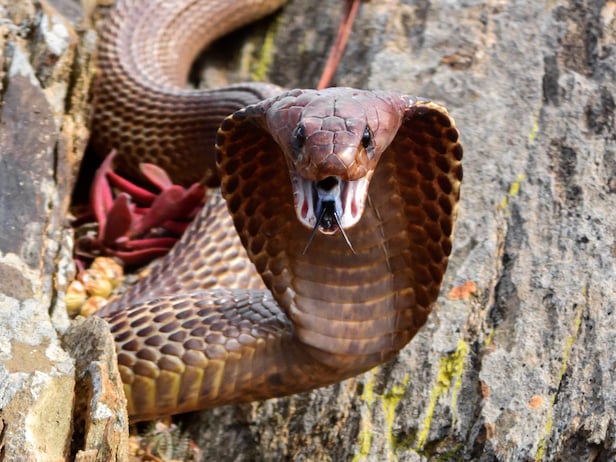 angry cobra attacks-tee-box,-time-to-take-up-a-different-sport