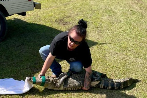 gang-of-gators-terrorizes-georgia-golf-course