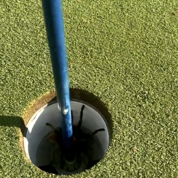 This hidden surprise lurking in an Arizona golf hole is as terrifying as it gets