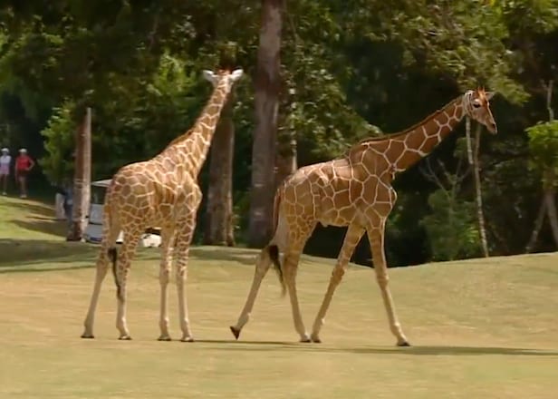 if-you-ever-wanted-to-see-giraffes-roam-fairways,-you’re-in-luck