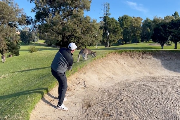 only-in-australia:-golfer-hits-bunker-shot-over-kangaroo,-nearly-holes-out