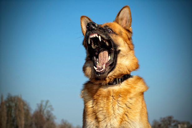 police-respond-to-report-of-dogs-attacking-man-on-golf-course,-accidentally-shoot-him-as-well