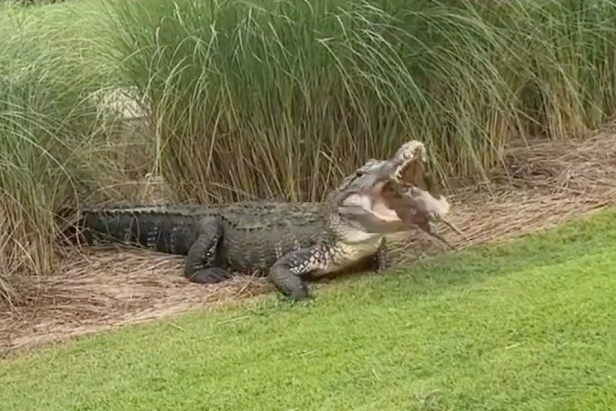 Absolute unit of a gator spotted on Florida golf course sparks viral  reaction, This is the Loop