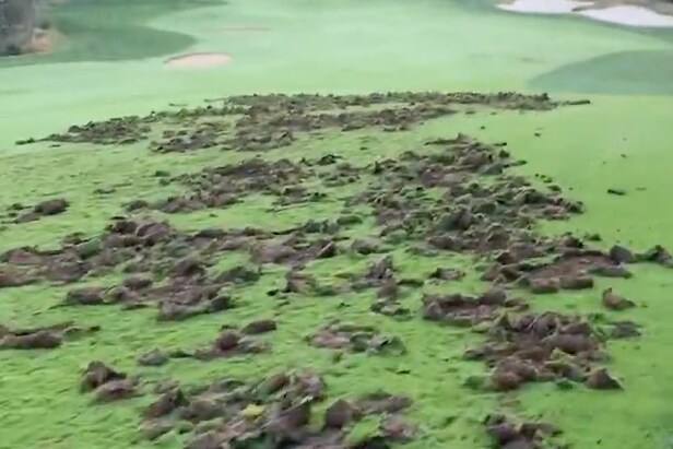 herd-of-javelina-absolutely-massacre-top-25-arizona-golf-course