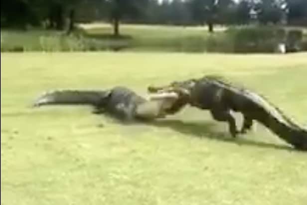 this-video-of-two-gators-chomping-on-each-other-might-be-the-golf-fight-of-the-summer