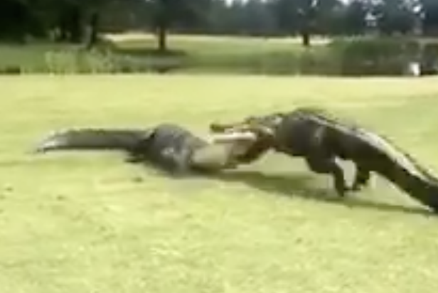 This video of two gators chomping on each other might be the golf fight of the summer