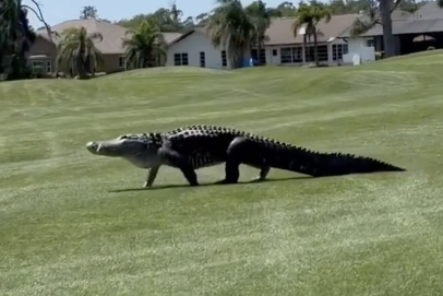 Massive gator spotted out for a stroll on Florida golf course