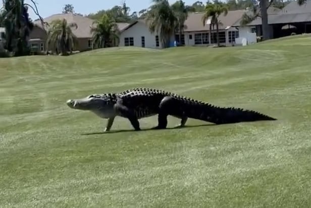 Massive gator spotted out for a stroll on Florida golf course | Golf ...