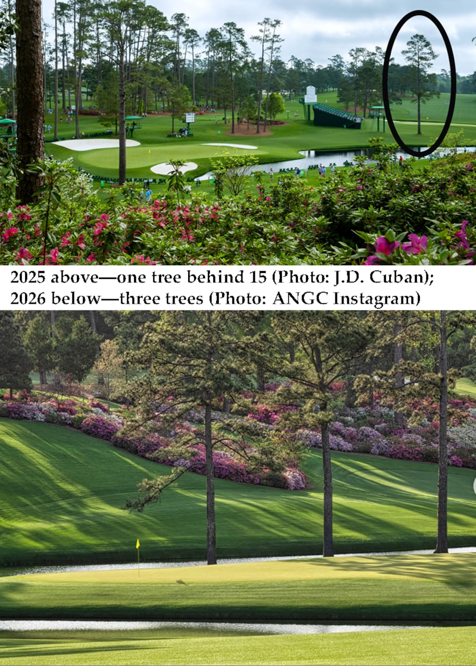 /content/dam/images/golfdigest/fullset/2026/4/augusta-15th-hole-trees-2025-2026.jpg