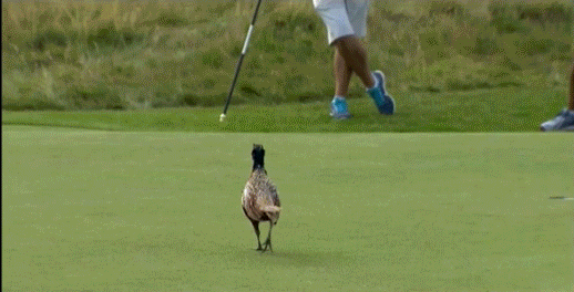 /content/dam/images/golfdigest/unsized/2015/07/20/55ad7a1eadd713143b42a4a9_blogs-the-loop-phesant-518.gif