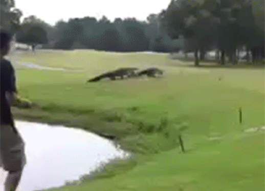 /content/dam/images/golfdigest/unsized/2015/07/20/55ad7b2bb01eefe207f70065_blogs-the-loop-Gators-Fight-On-Golf-Course-518.gif