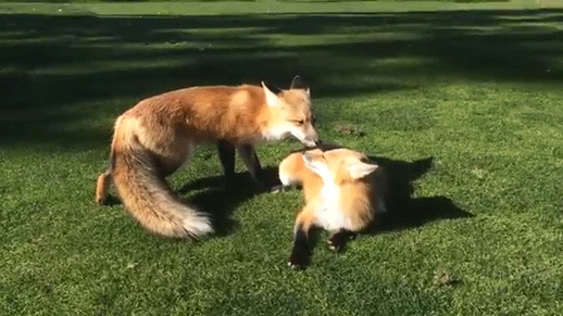 /content/dam/images/golfdigest/unsized/2015/07/20/55ad7b64add713143b42b6a7_blogs-the-loop-Chatty-Foxes-at-Fort-McMurray-Golf-Course-518.gif
